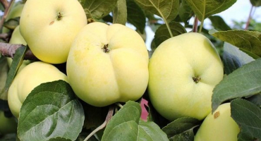 Popis odrůdy jabloně, dcera papirovky a zvláštnosti jejího pěstování, historie výběru